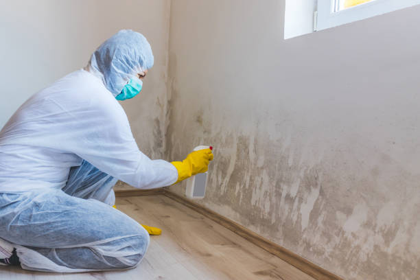 Licensed Basement Mold Remediation service in Carrollton, GA - WQB Mold Removal