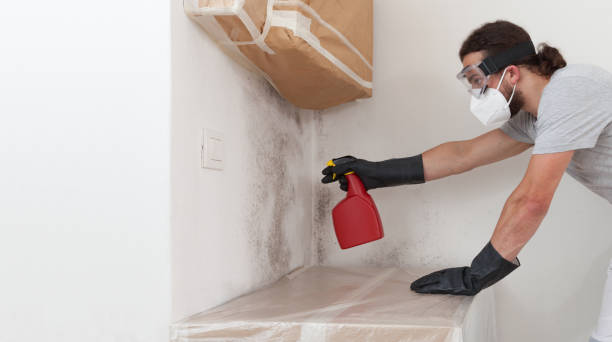 Professional Basement Mold Remediation technician working in Carrollton, GA